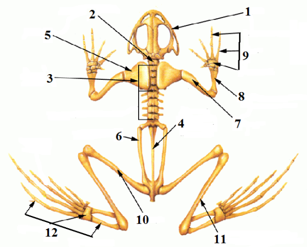 Строение скелета Озерной лягушки