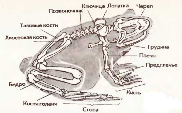 Скелет лягушки биология 8 класс
