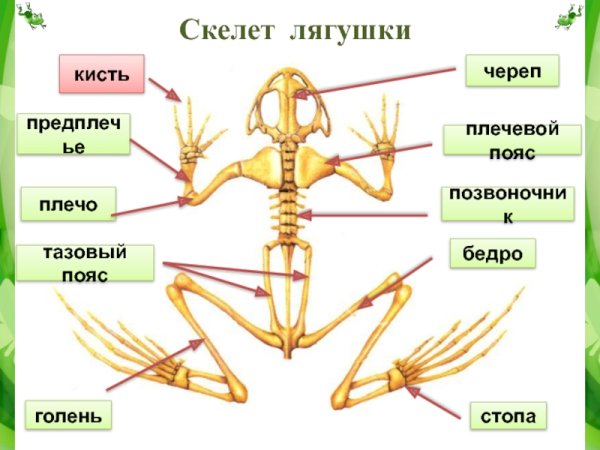 Скелет лягушки коракоид