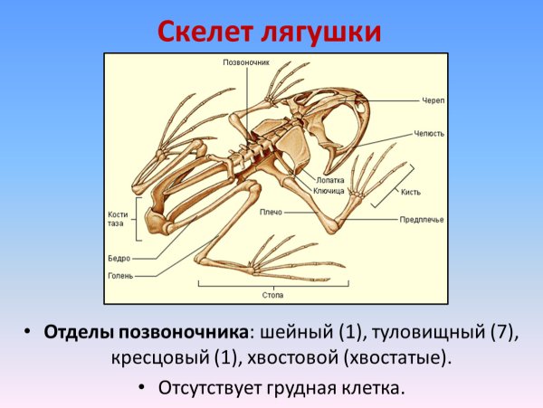 Скелет земноводных схема