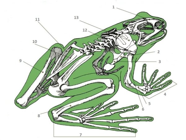 Скелет лягушки схема