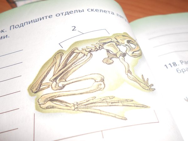 Туловищный позвонок лягушки