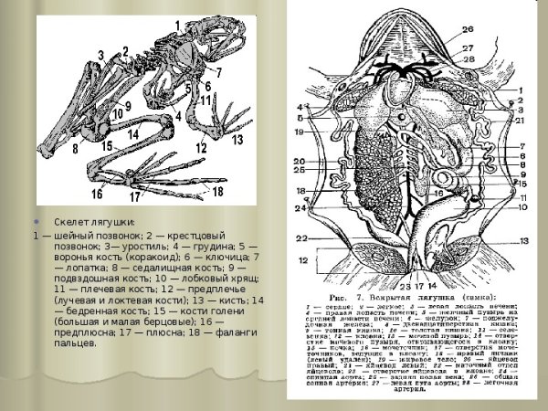 Скелет лягушки рис 149