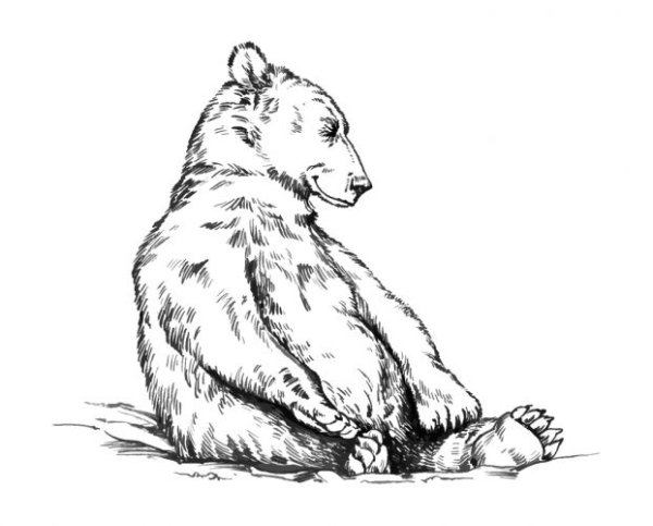 Медведь сидит