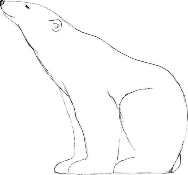 Силуэт белого медведя