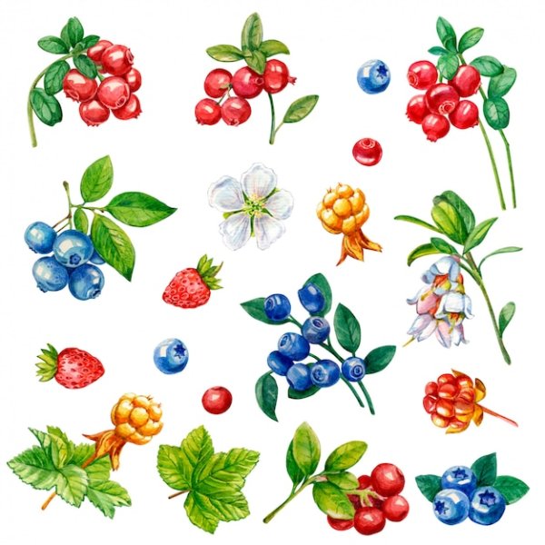 Лесные ягоды иллюстрация