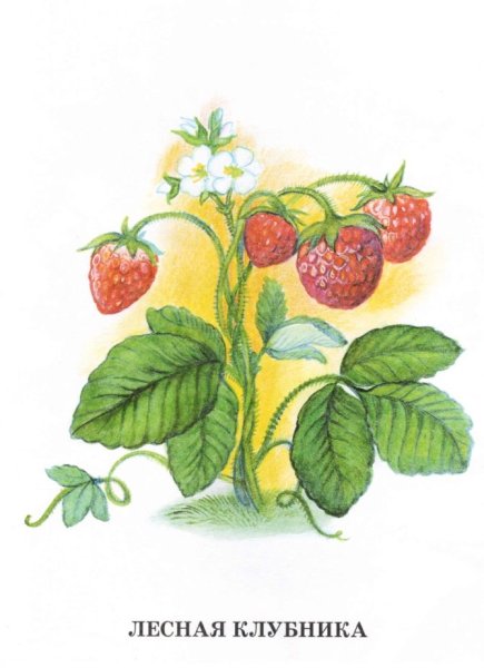 Смородина, орешник, шиповник, Калина