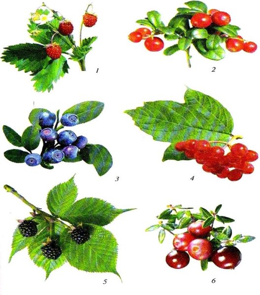 Сказочные ягоды