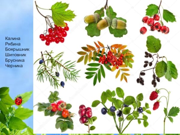 Ягодыи картинка для детей