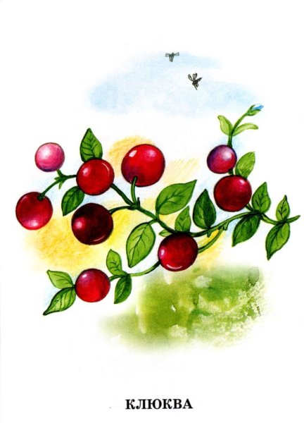 Ягоды для детей