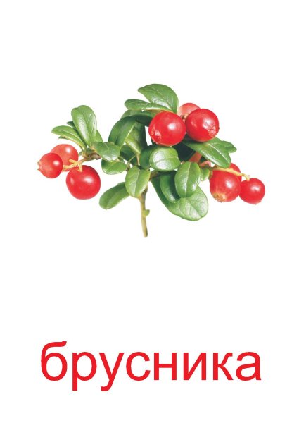 Костяника иллюстрация