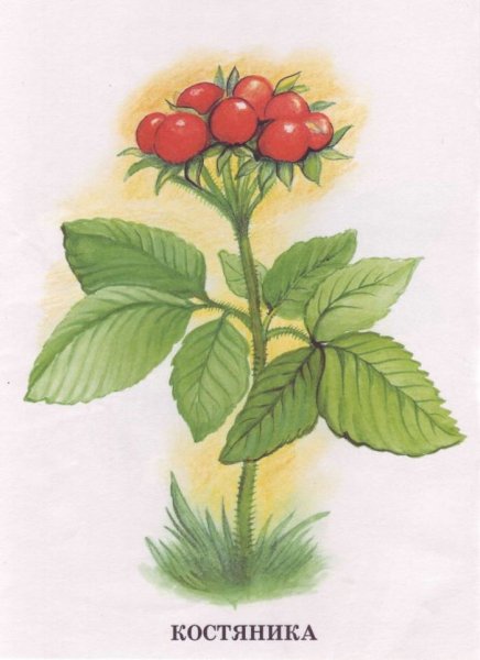 Лесные ягоды названия