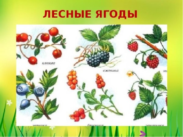 Наглядное пособие. Ягоды