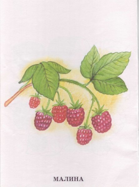 Ягоды для детей