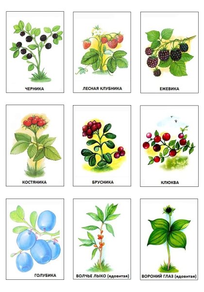 Ежевика для детей