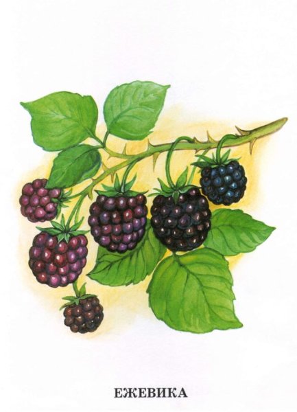 Земляника рисунок