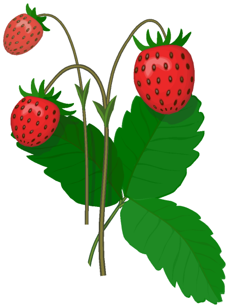 Картинка малина для детей в детском саду