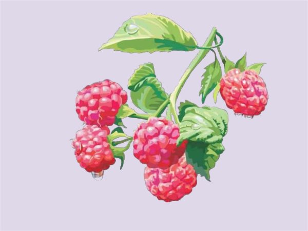 Ягоды для детского сада