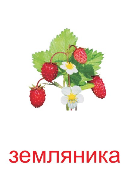 Ежевичная малина колючая