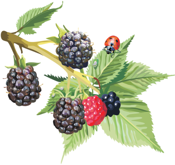 Ягоды Лесные и садовые