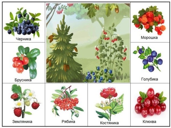 Лото «в мире растений»