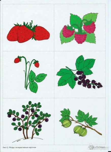 Лесные ягоды акварель