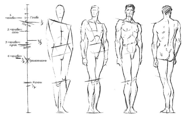 Построение тела человека пропорции