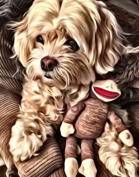 Арт мальтипу щенок