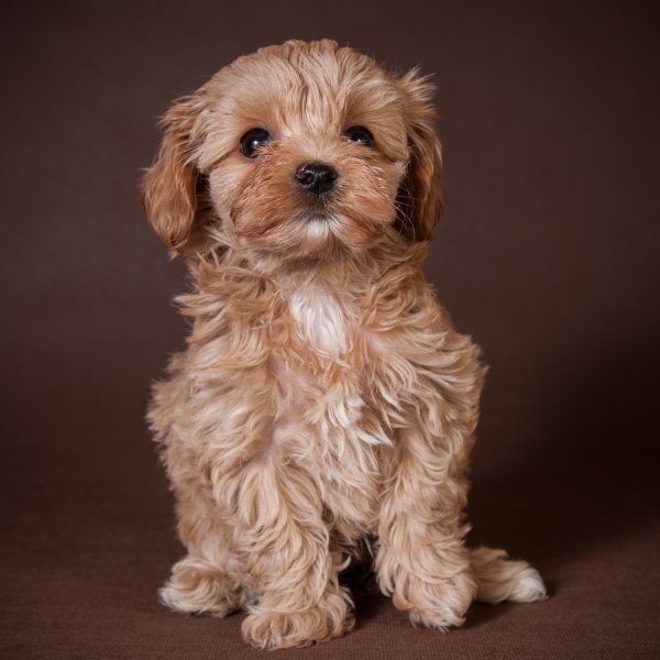 Мальтипу терьер