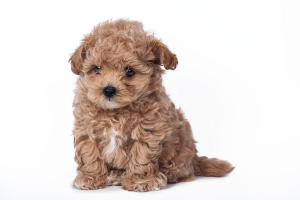 Мальтипу ши