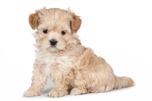 Пекинес мальтипу