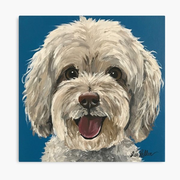 Мальтипу карандашом