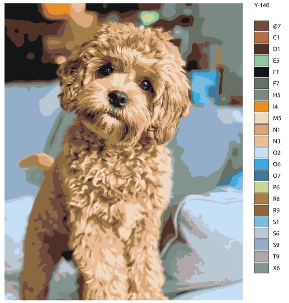 Порода собак мальтипу