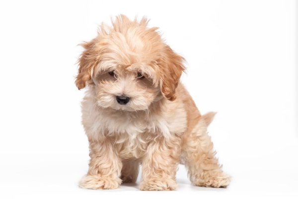 Мальтипу карандашом