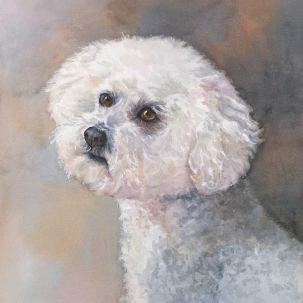 Картина Бишон фризе