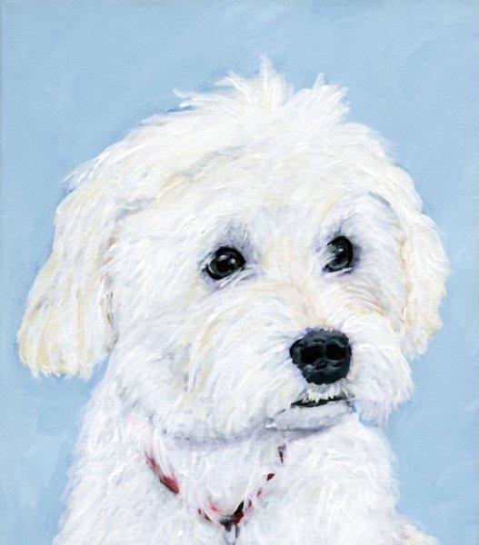 Бишон фризе мальтипу