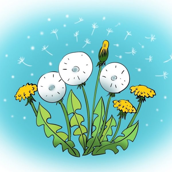 Одуванчик на прозрачном фоне