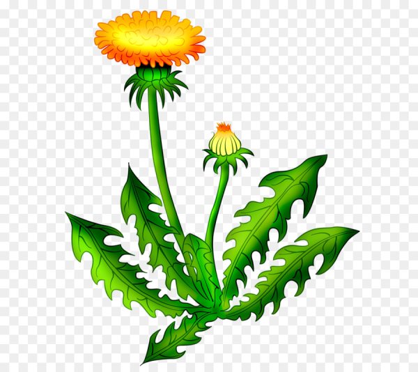 Одуванчик для детей