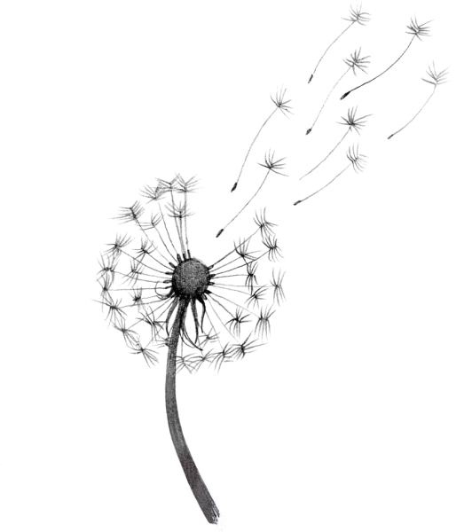 Одуванчик вектор