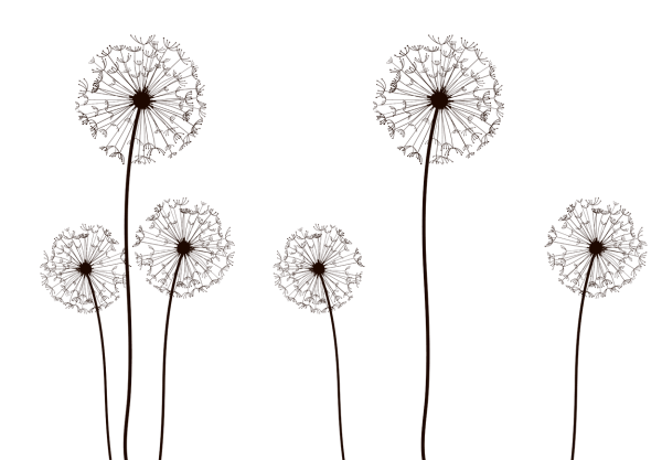 Одуванчик рисунок