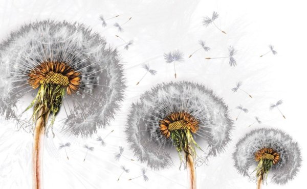 Одуванчик иллюстрация