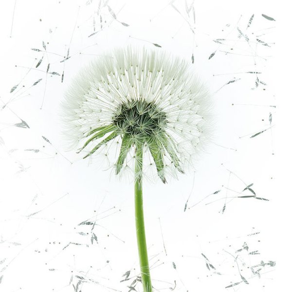 Одуванчик на белом фоне