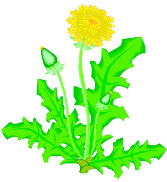 Одуванчик для дошкольников