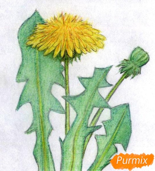 Одуванчик карандашом