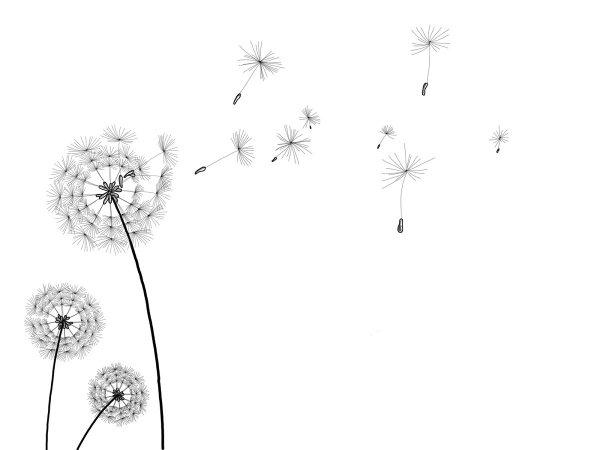 Одуванчик на белом фоне