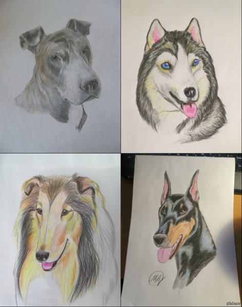 Портреты для рисования собак