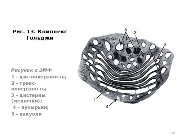 Комплекс Гольджи пластинчатый аппарат