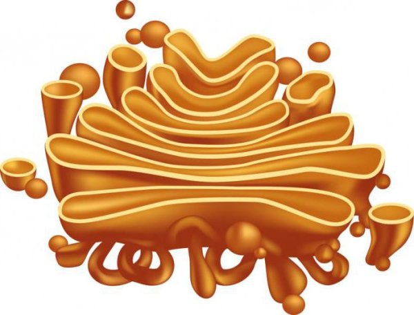 Органоид комплекс Гольджи