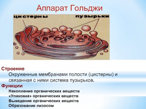 Органоид комплекс Гольджи