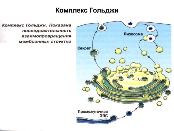 Схема аппарата Гольджи клетки